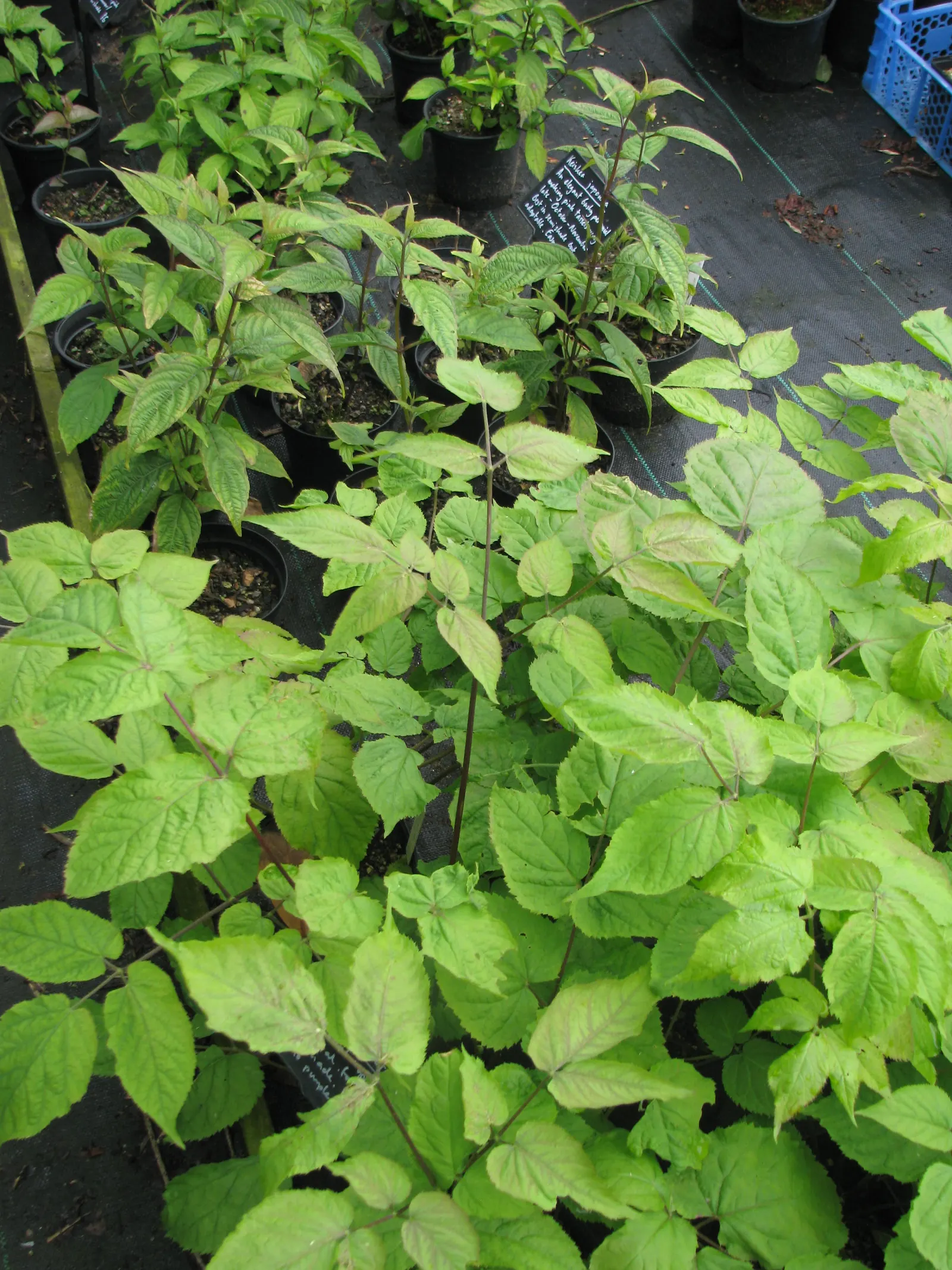Japanese Spikenard (Aralia Cordata) — shrub / tree with white blooms