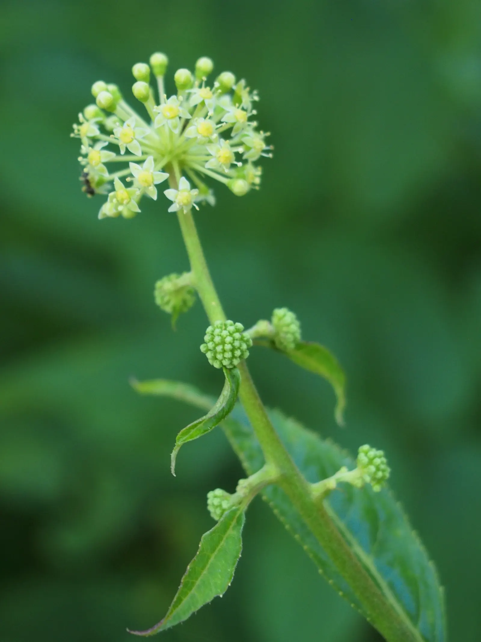 Japanese Spikenard (Aralia Cordata) — this robust plant can reach heights of up to 6 feet with a spread of about 4 feet