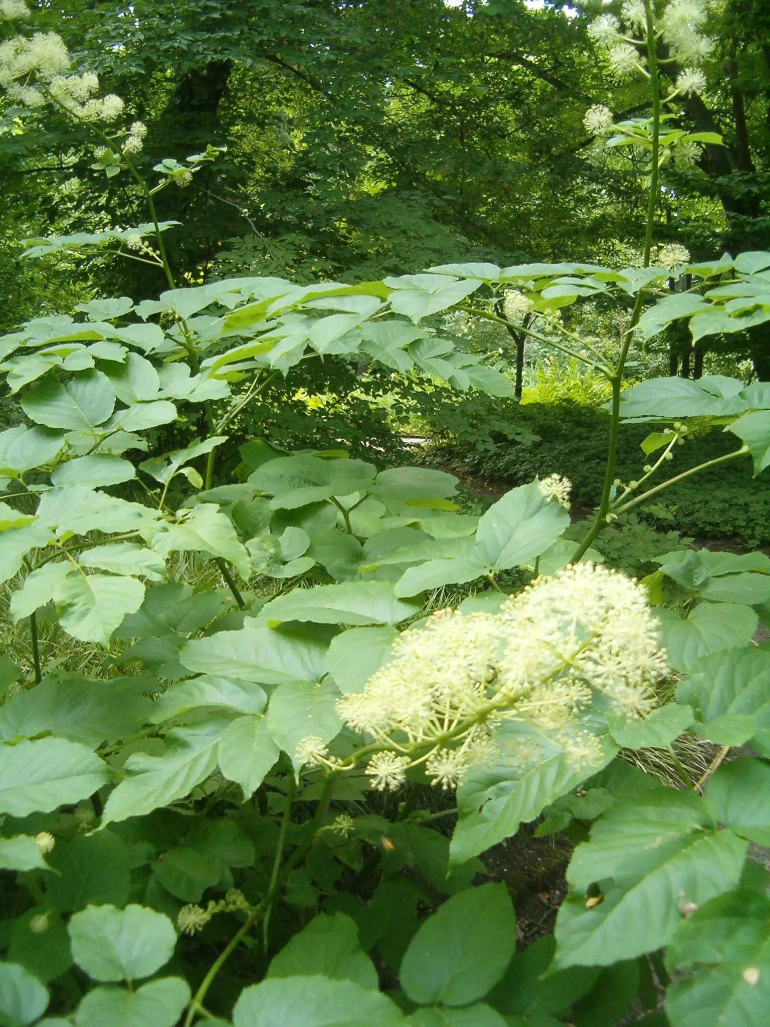 Japanese Spikenard (Aralia Cordata) — this robust plant can reach heights of up to 6 feet with a spread of about 4 feet; encouraging avian visitors to your