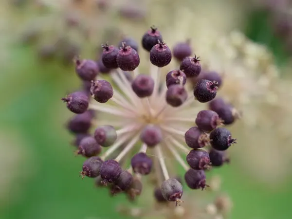 Japanese Spikenard (Aralia Cordata) — In late summer, small yellow flowers emerge, followed by purplish-black berries, enticing to wildlife