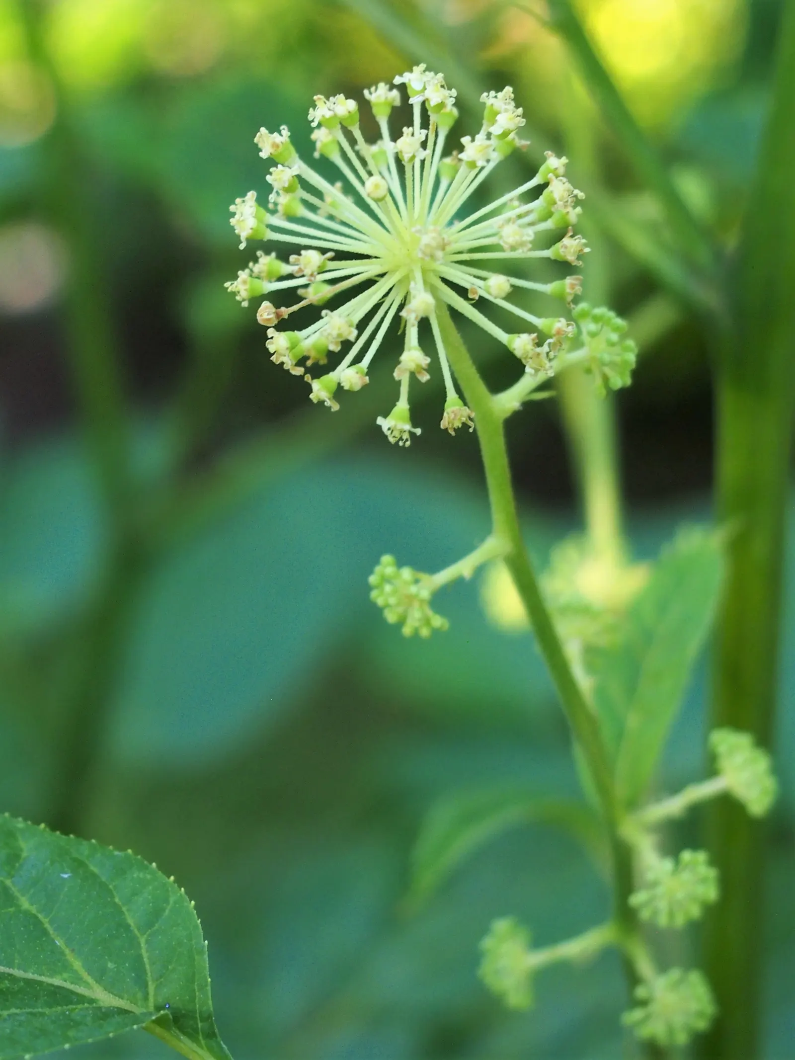 Japanese Spikenard (Aralia Cordata) — shrub / tree for full or half