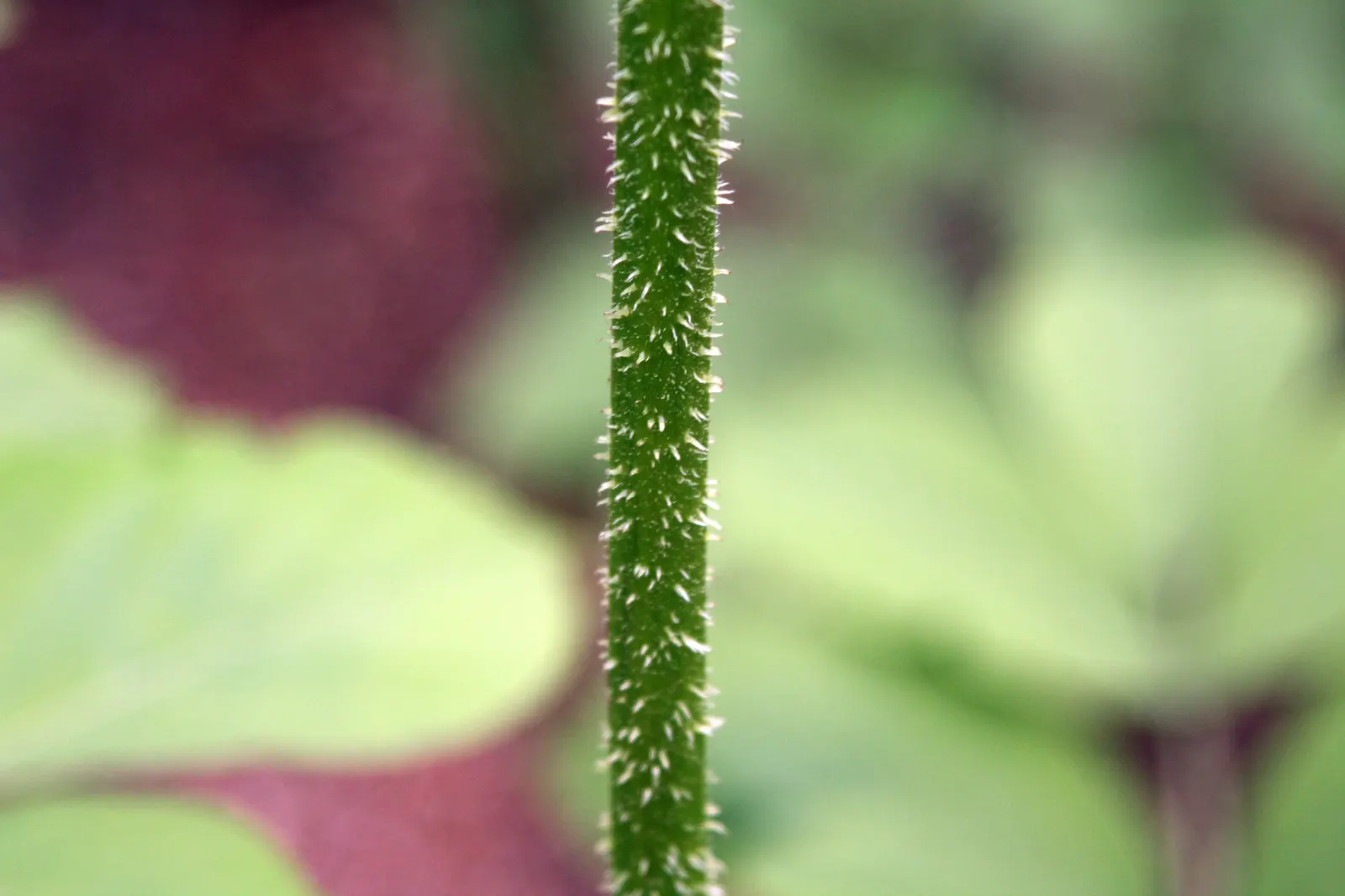 Japanese Spikenard (Aralia Cordata) — Japanese Spikenard (Aralia cordata) offers a bold, tropical appearance with its sizable, bright green leaves; this