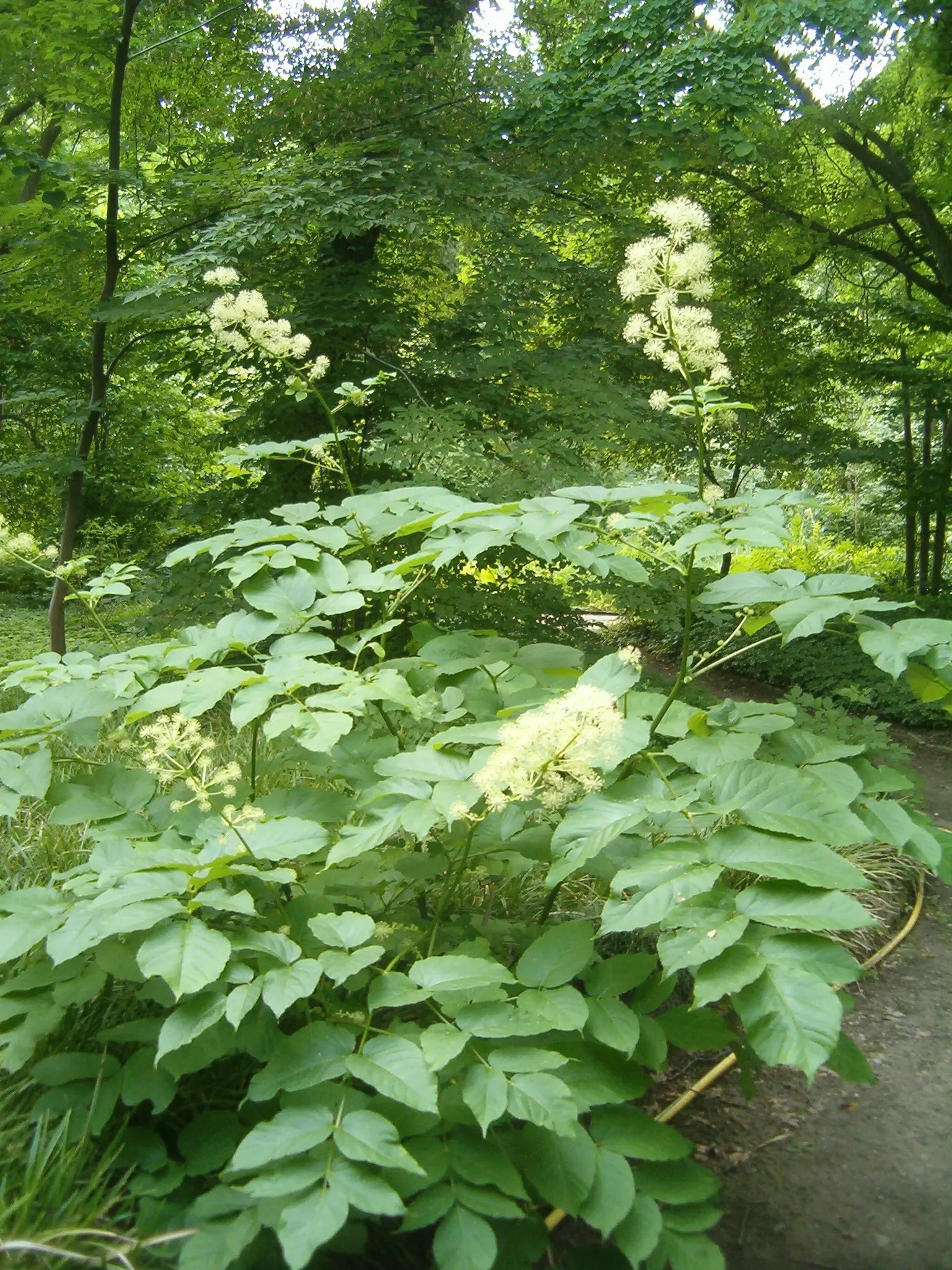 Japanese Spikenard (Aralia Cordata) — which makes it a splendid choice for woodland gardens or shaded borders