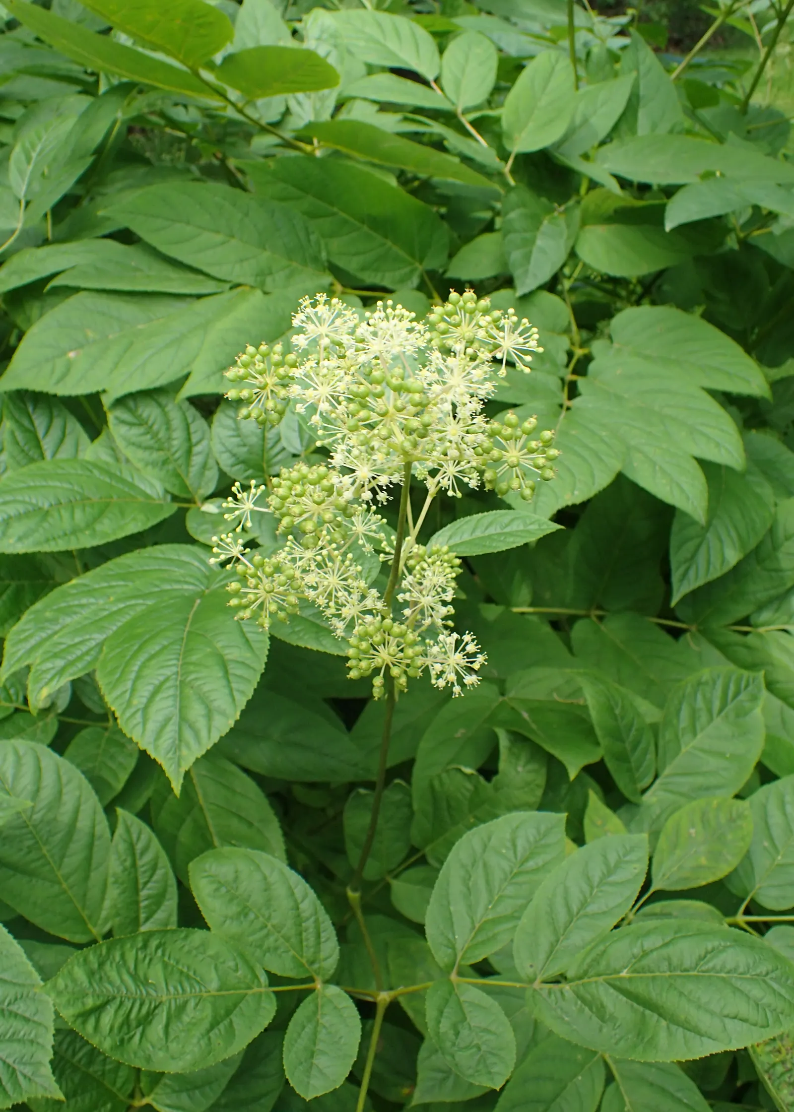 Japanese Spikenard (Aralia Cordata) — Native to Japan and Korea; this robust plant can reach heights of up to 6 feet with a spread of about 4 feet