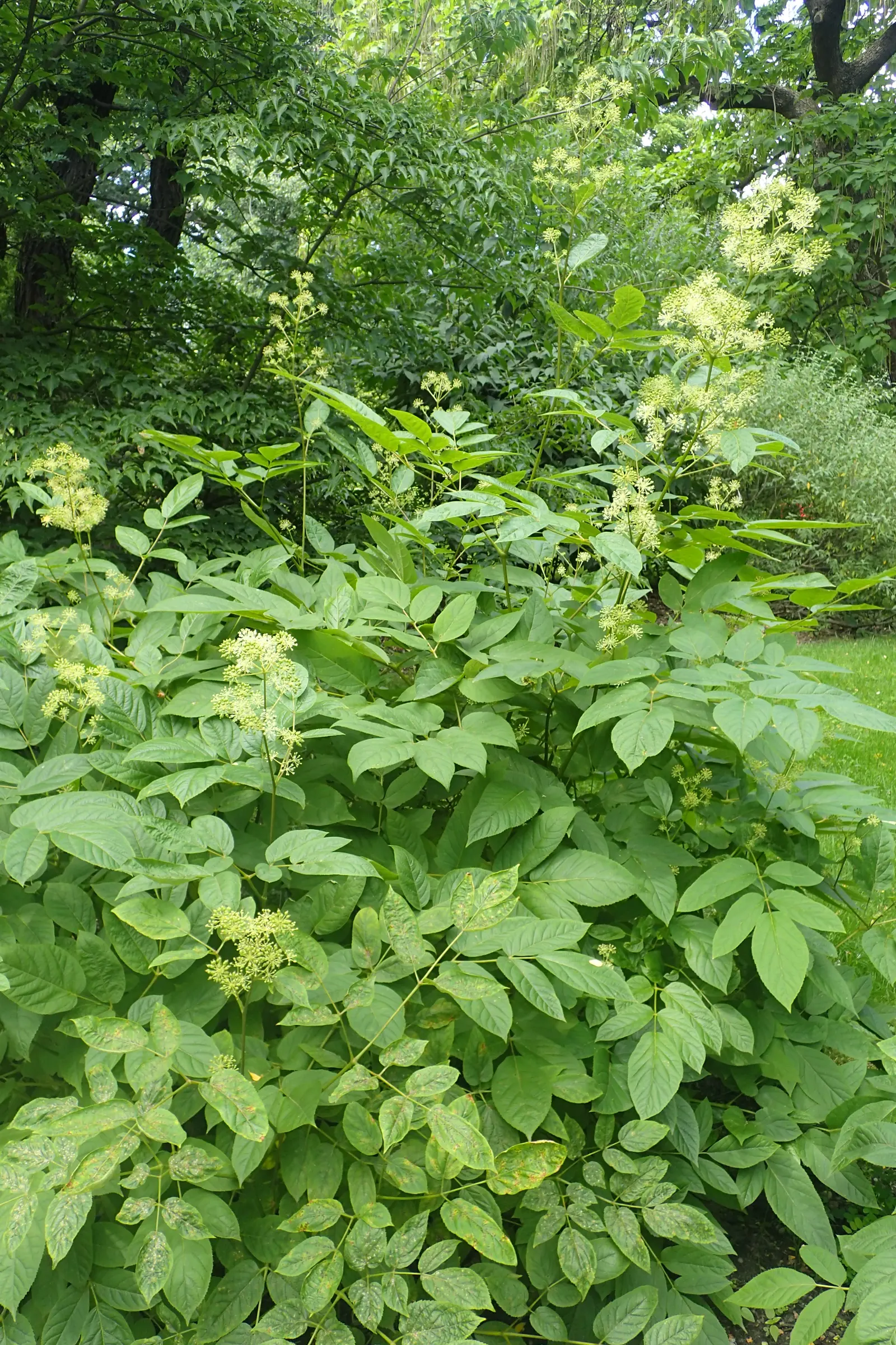 Japanese Spikenard (Aralia Cordata) — tropical look to any landscape; reaching up to 6 feet in height and 3 feet in width, it provides striking texture in a