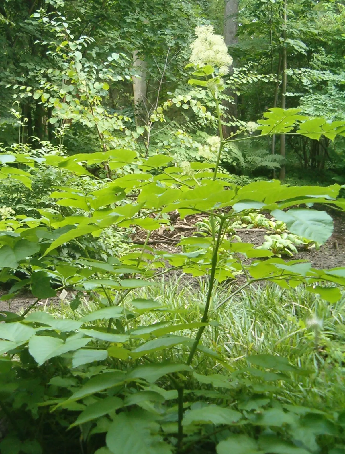Japanese Spikenard (Aralia Cordata) — is an impressive herbaceous perennial that brings a bold; moist soil with good drainage and thrives in partial to full