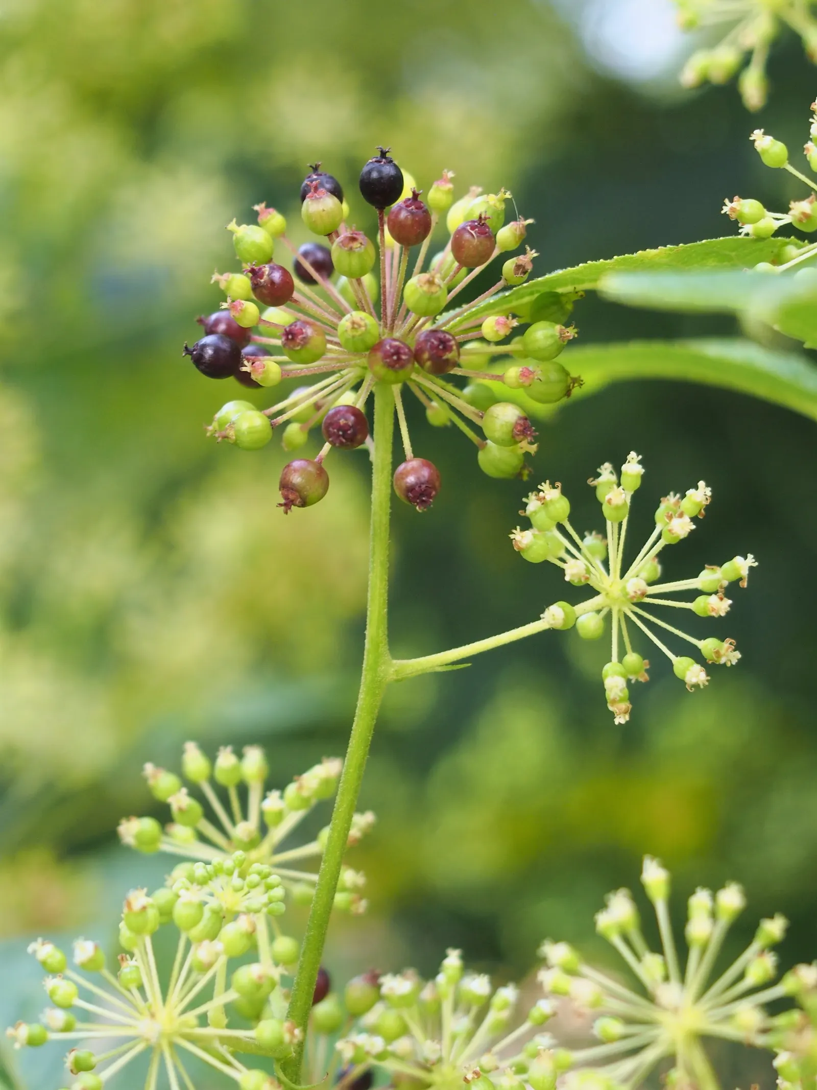 Japanese Spikenard (Aralia Cordata) — sometimes spanning over 2 feet in length