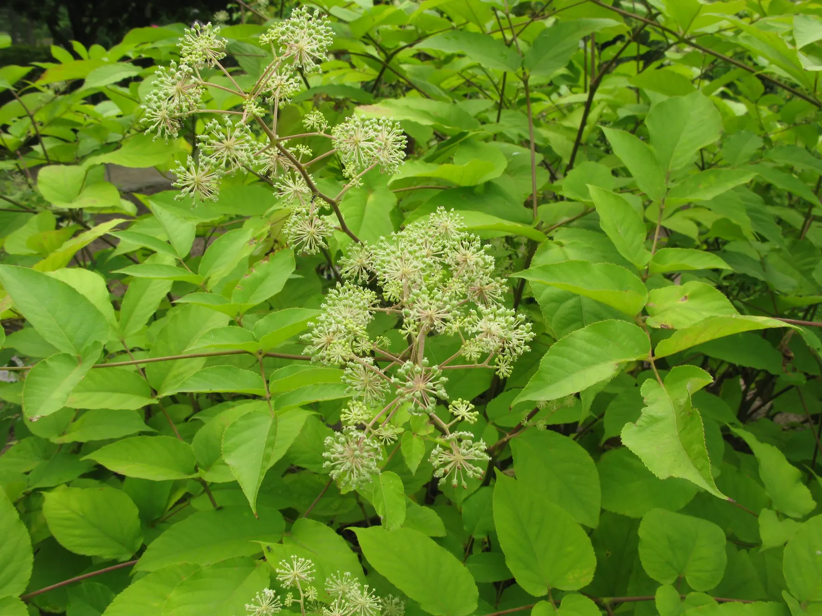 Japanese Spikenard (Aralia Cordata) — These blossoms are followed by ornamental purple-black berries