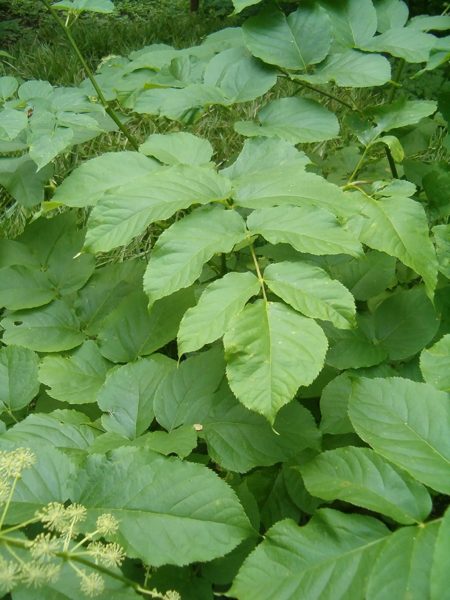 Japanese Spikenard (Aralia Cordata) — bright green leaves are notably sized; japanese Spikenard (Aralia cordata) offers a bold, tropical appearance with its