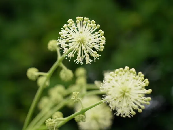 Japanese Spikenard (Aralia Cordata) — Native to Japan and Korea