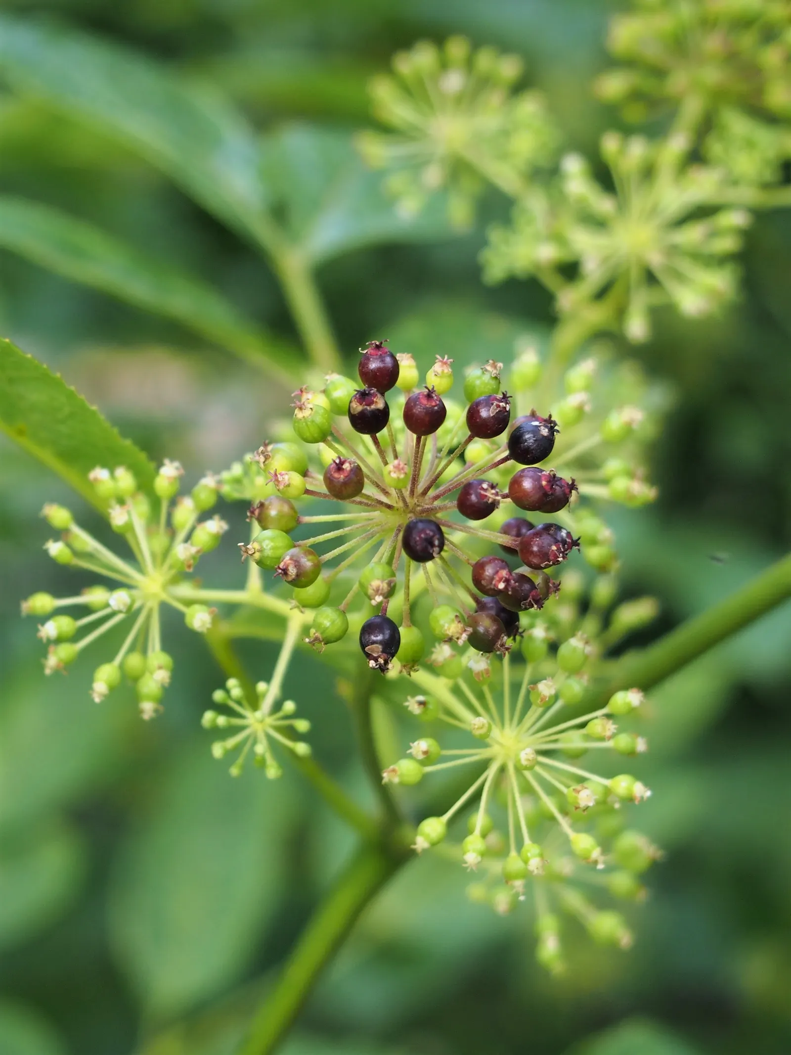 Japanese Spikenard (Aralia Cordata) — this perennial makes a resplendent undercanopy or standalone accent