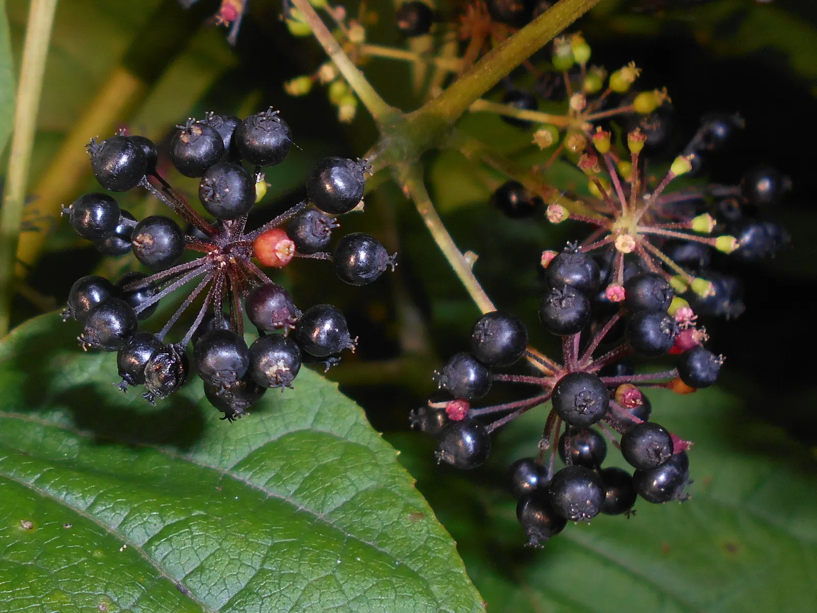 Japanese Spikenard (Aralia Cordata) — and emerge on upright stems that add both height and volume
