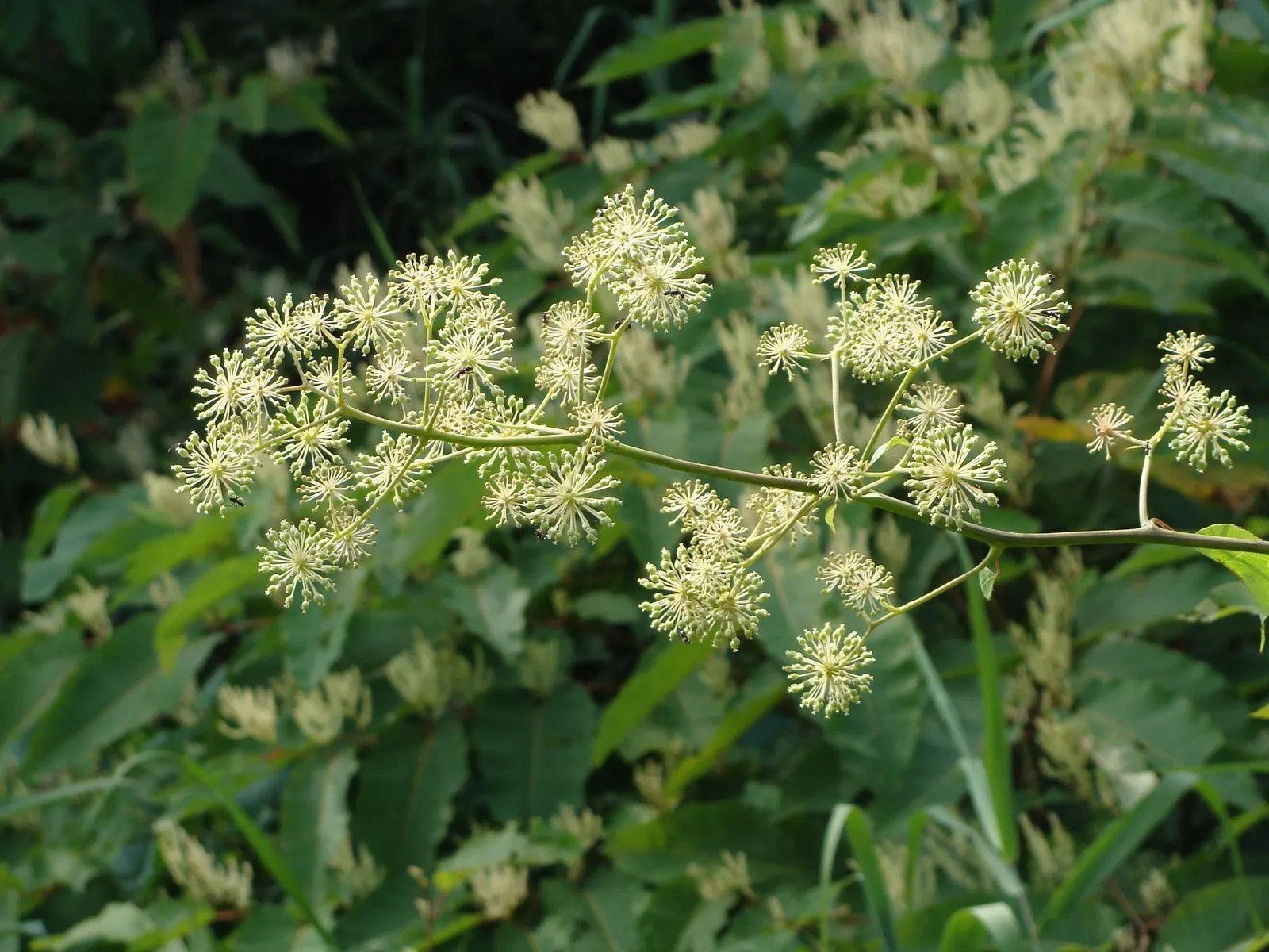 Japanese Spikenard (Aralia Cordata) — and emerge on upright stems that add both height and volume; which are adored by birds