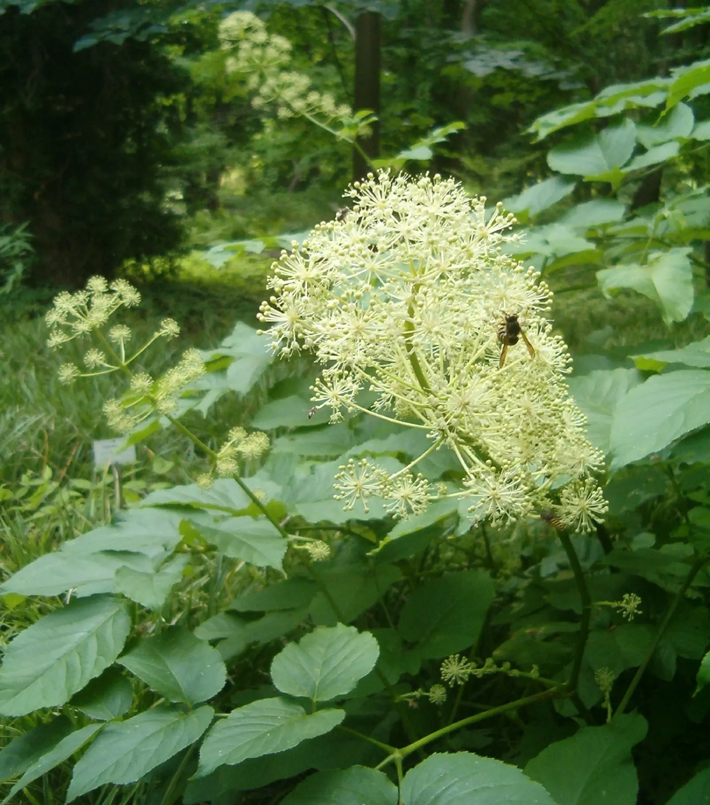 Japanese Spikenard (Aralia Cordata) — bright green leaves are notably sized