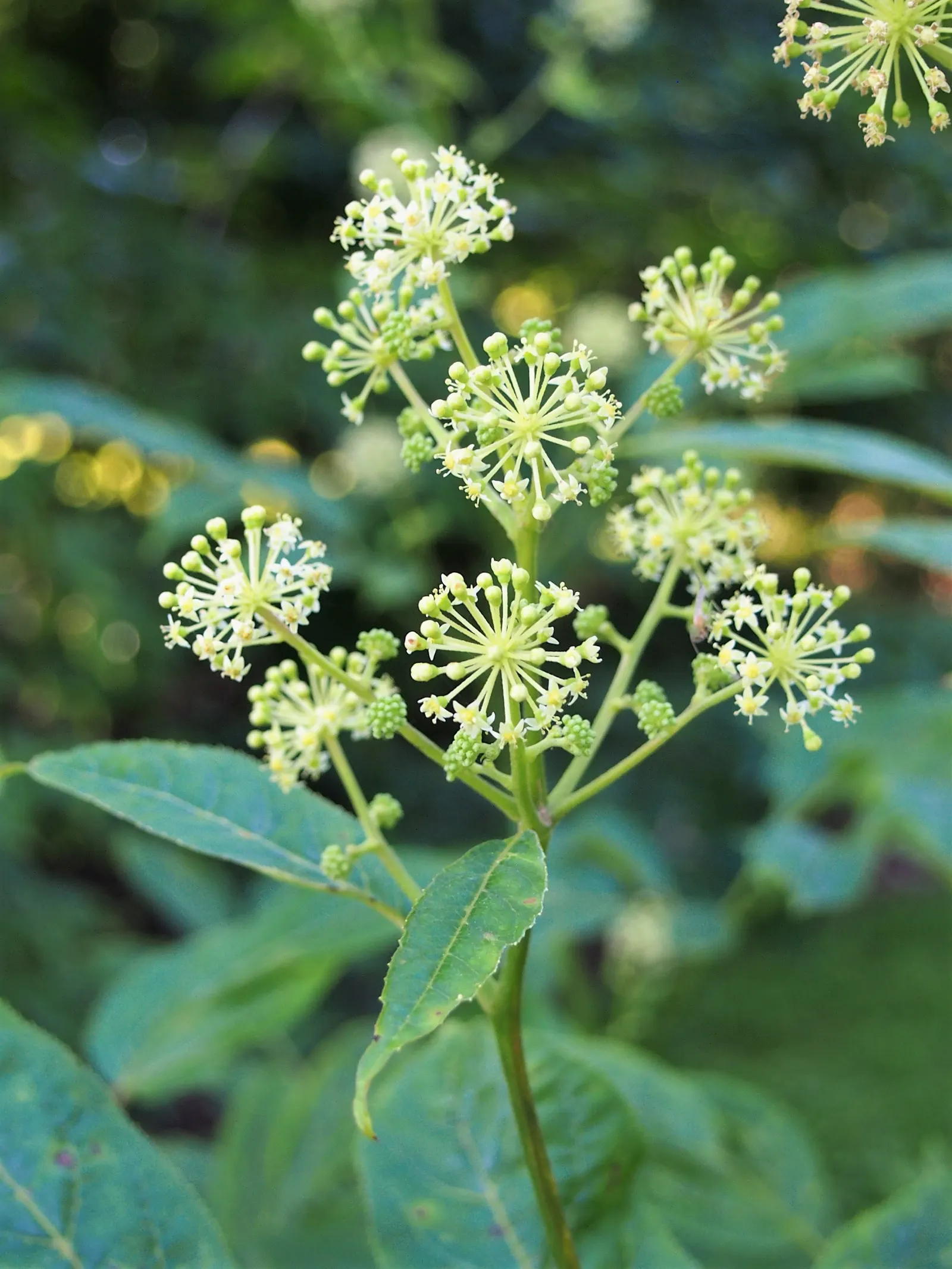 Japanese Spikenard (Aralia Cordata) — In late summer, the Japanese Spikenard produces small, globe-shaped clusters of yellow-green flowers