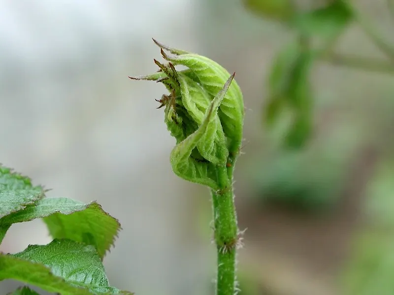 Japanese Spikenard (Aralia Cordata) — sometimes spanning over 2 feet in length; native to Japan and Korea