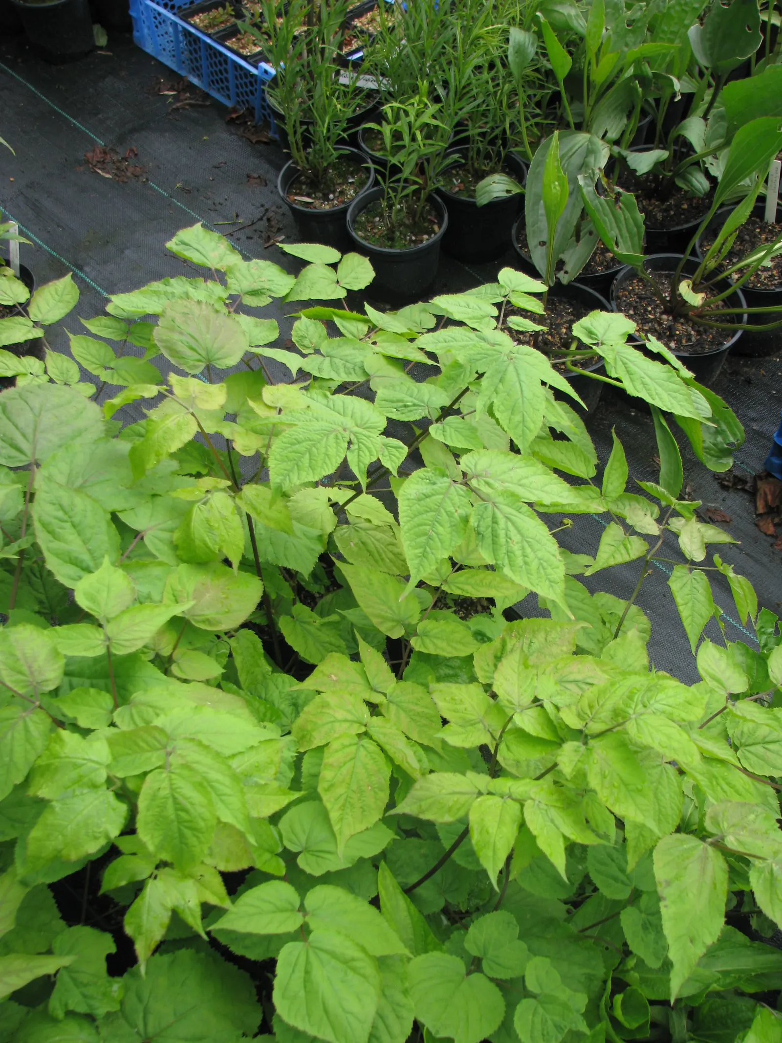 Japanese Spikenard (Aralia Cordata) — moist soil with good drainage and thrives in partial to full shade