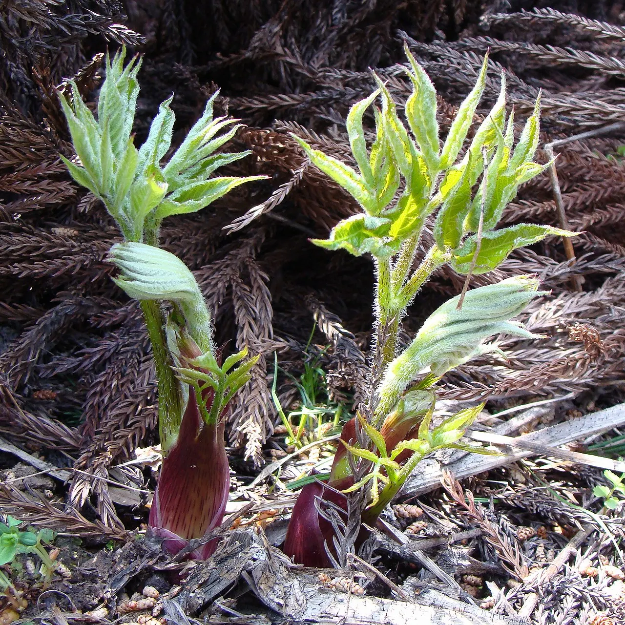 Japanese Spikenard (Aralia Cordata) — scientifically known as Aralia cordata; bright green leaves are notably sized