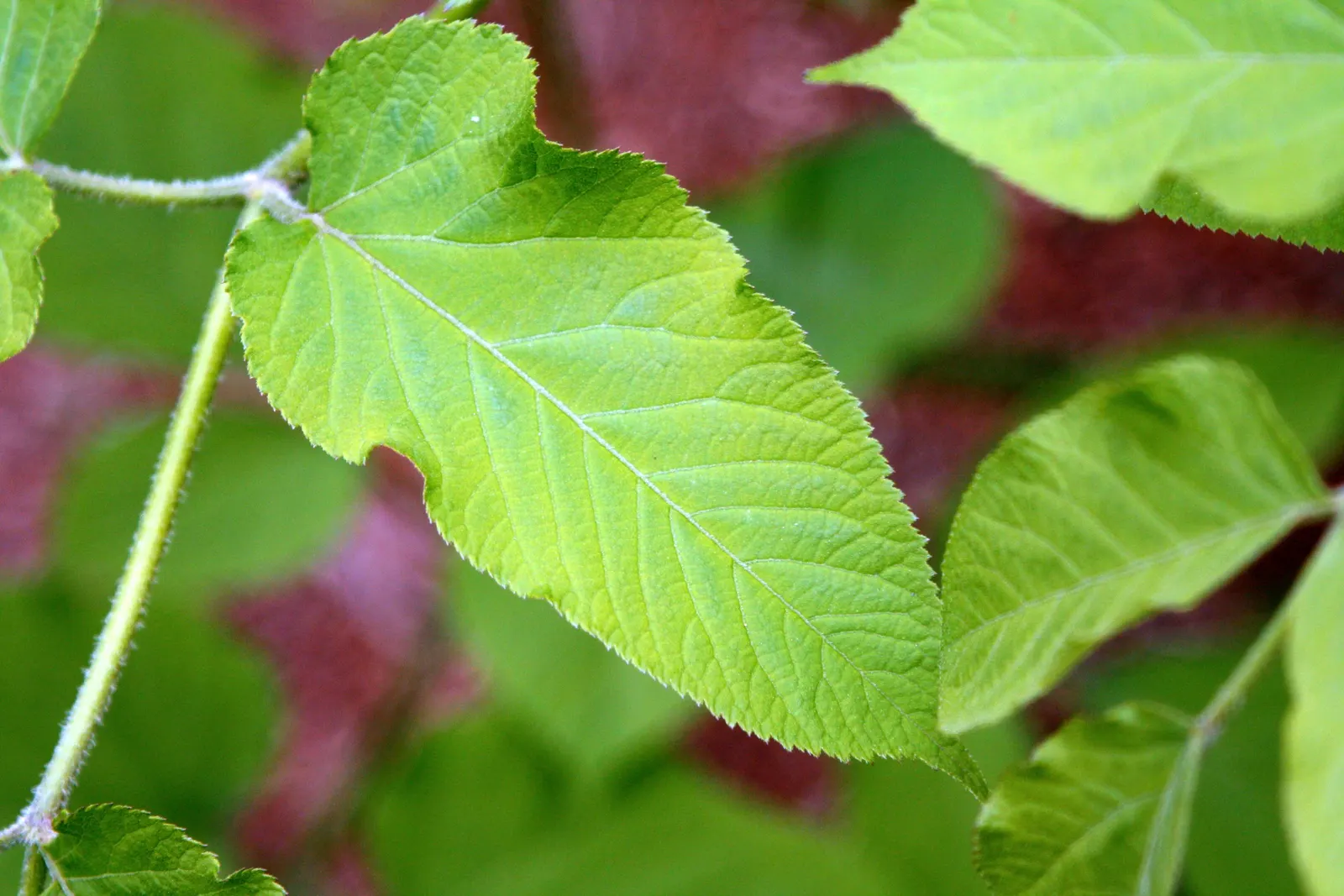 Japanese Spikenard (Aralia Cordata) — In late summer, small yellow flowers emerge, followed by purplish-black berries, enticing to wildlife; which makes it a