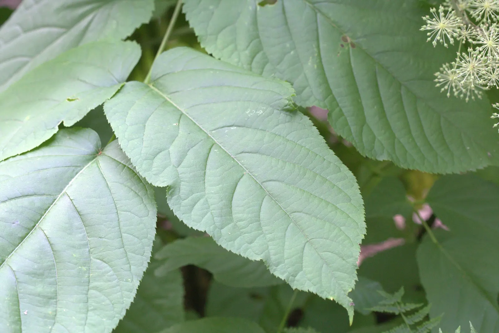 Japanese Spikenard (Aralia Cordata) — which are adored by birds