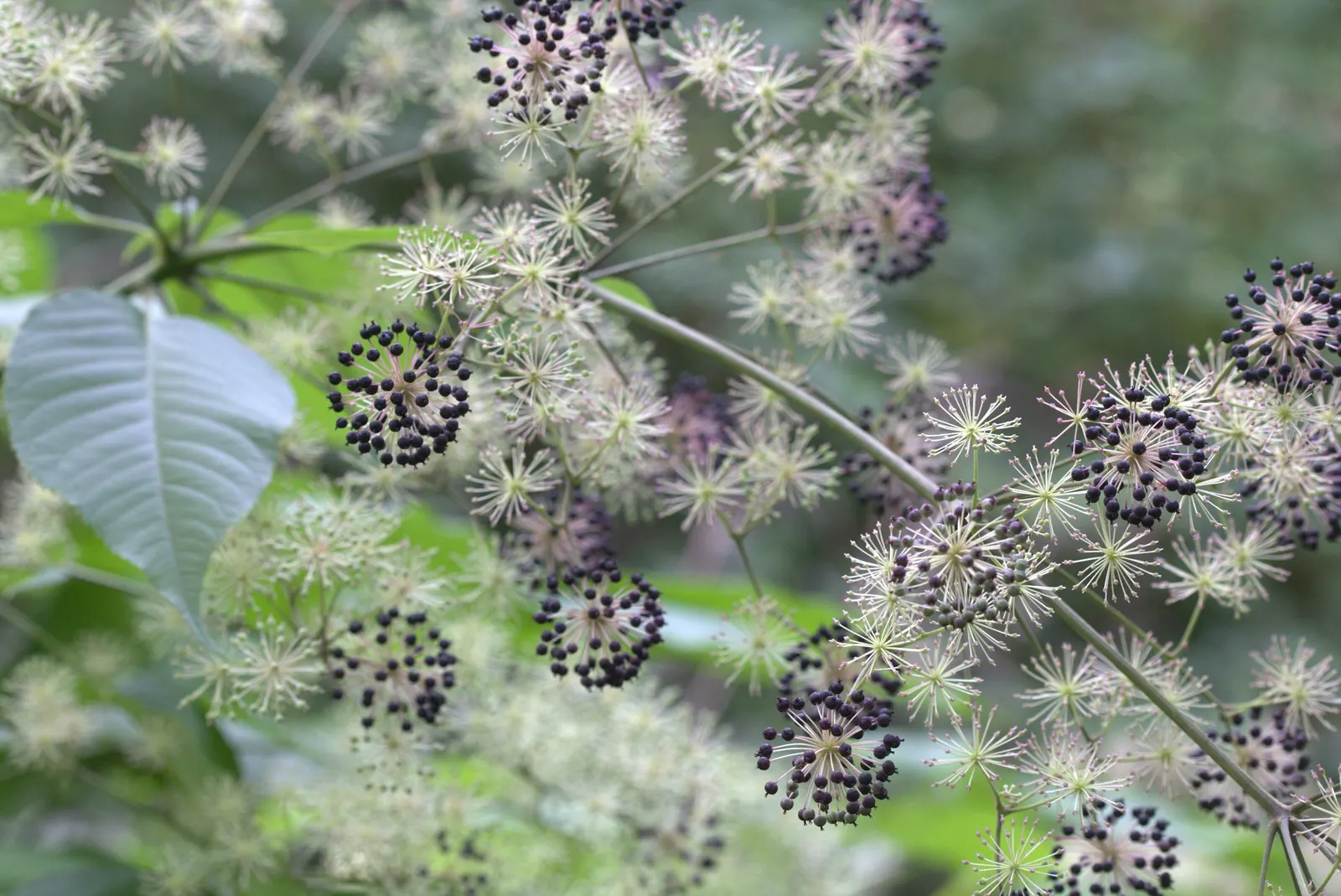 Japanese Spikenard (Aralia Cordata) — Reaching up to 6 feet in height and 3 feet in width, it provides striking texture in a shaded garden; sometimes spanning