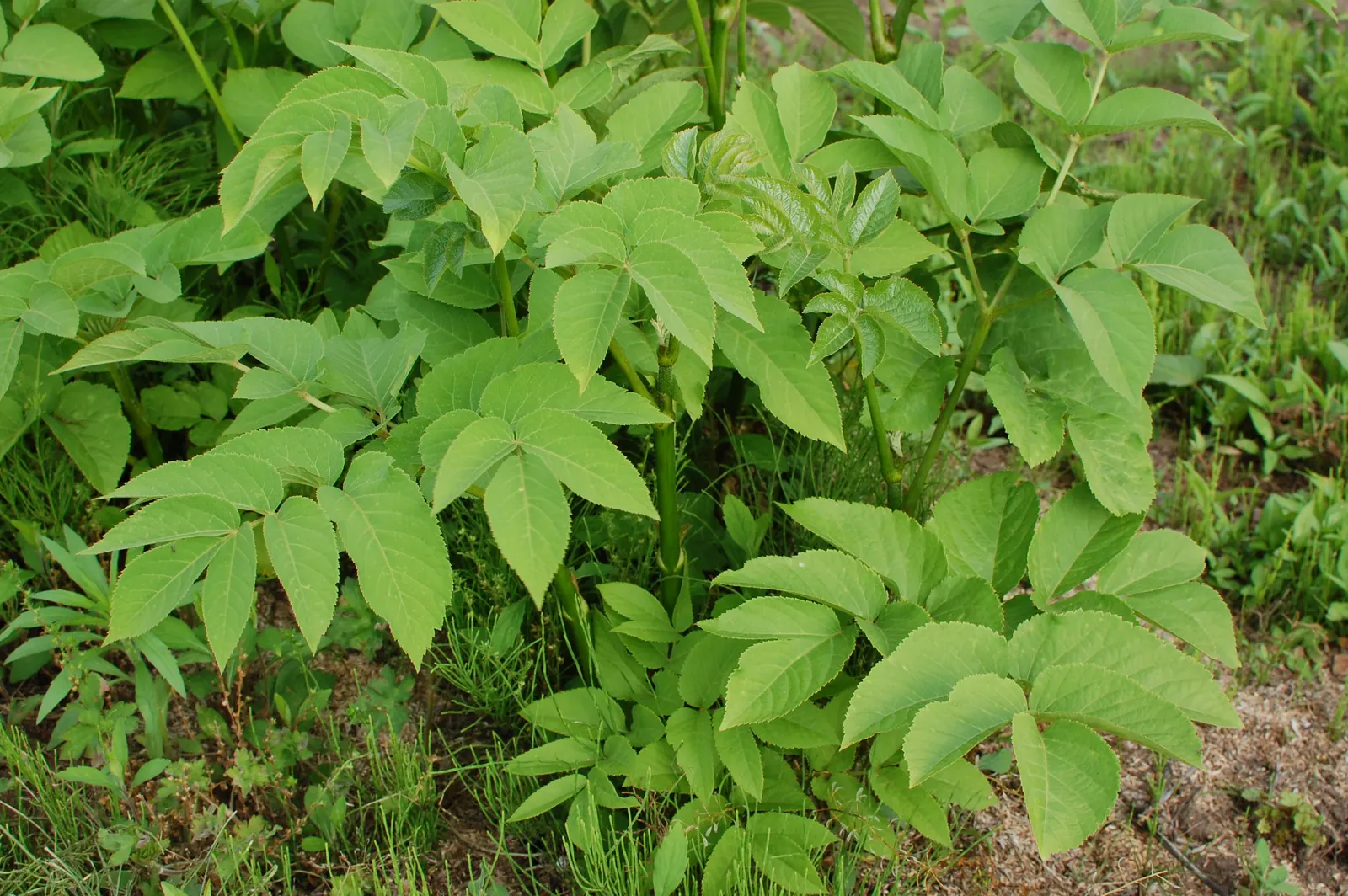 Japanese Spikenard (Aralia Cordata) — scientifically known as Aralia cordata