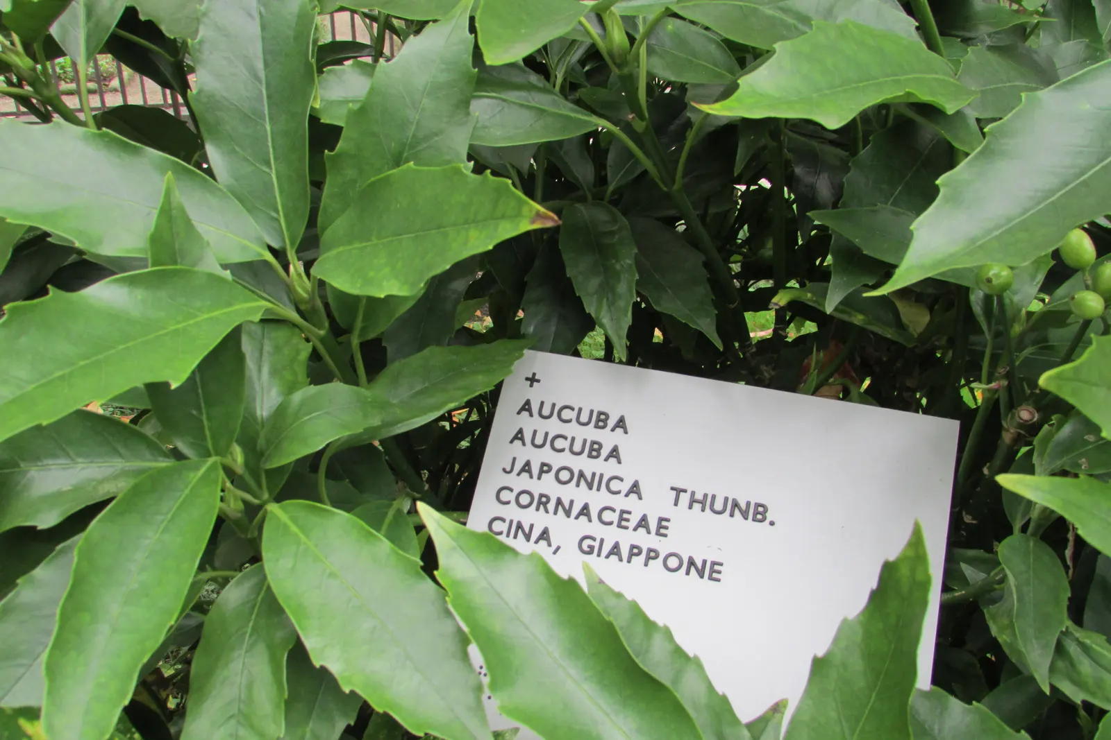 Japanese Aucuba (Aucuba Japonica) — Commonly known as the 'Gold Dust Plant' for its splattered golden variegation