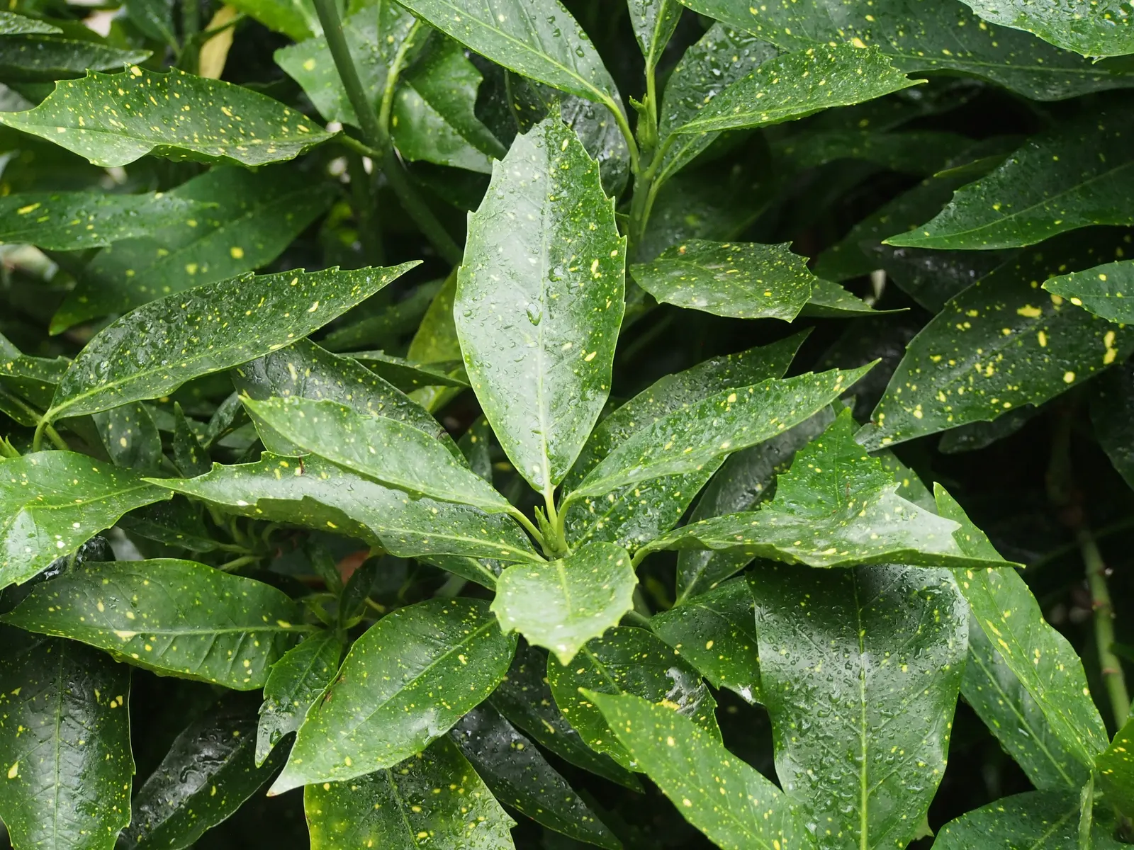 Japanese Aucuba (Aucuba Japonica) — requiring minimal pruning to maintain its shape and can handle urban pollution; making it suitable for city