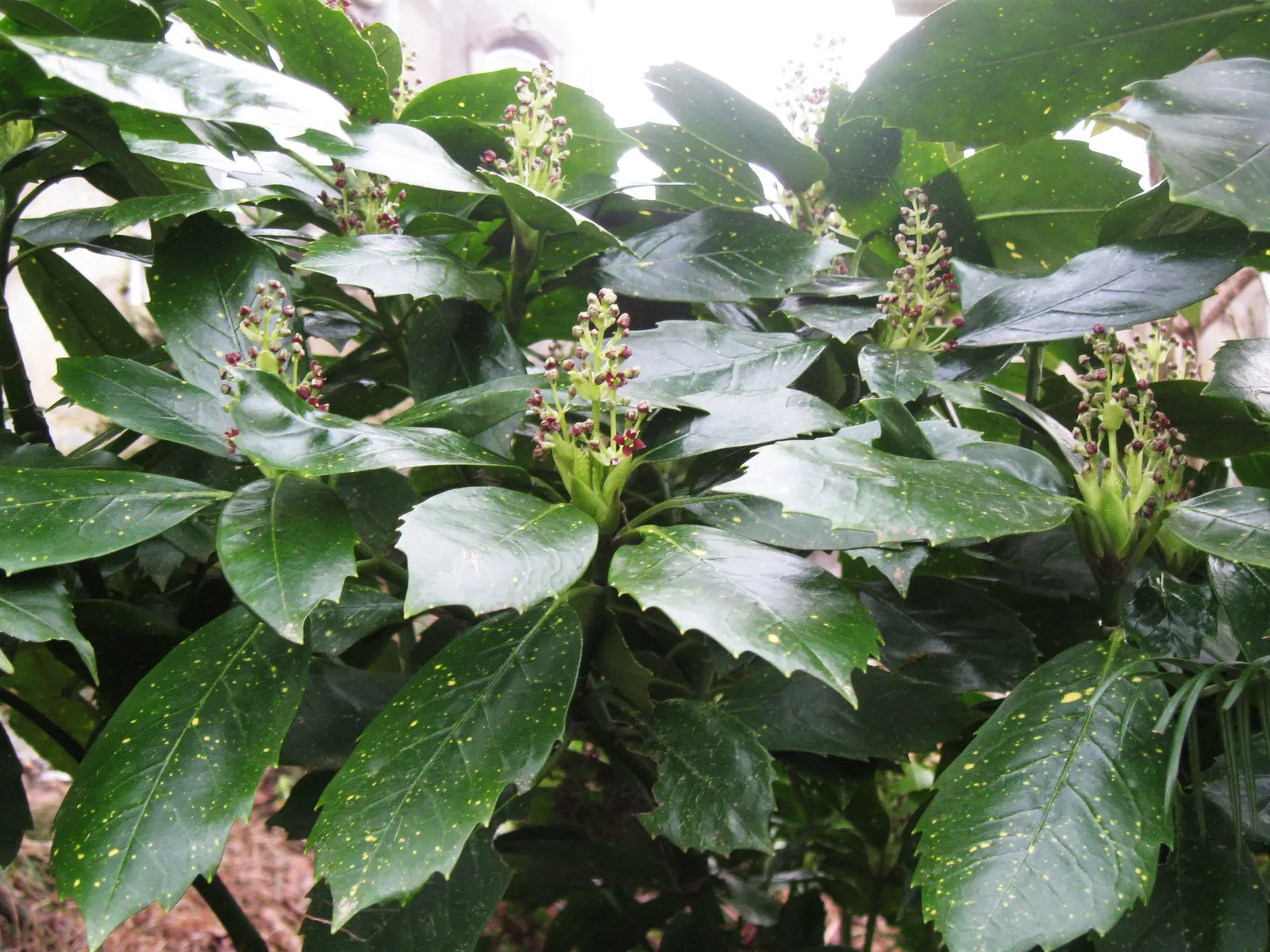 Japanese Aucuba (Aucuba Japonica) — followed by bright red berries in the fall if both male and female plants are present; it is relatively low-maintenance