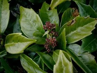 Japanese Aucuba (Aucuba Japonica) — leathery leaves can reach up to 8 inches long and are a deep green