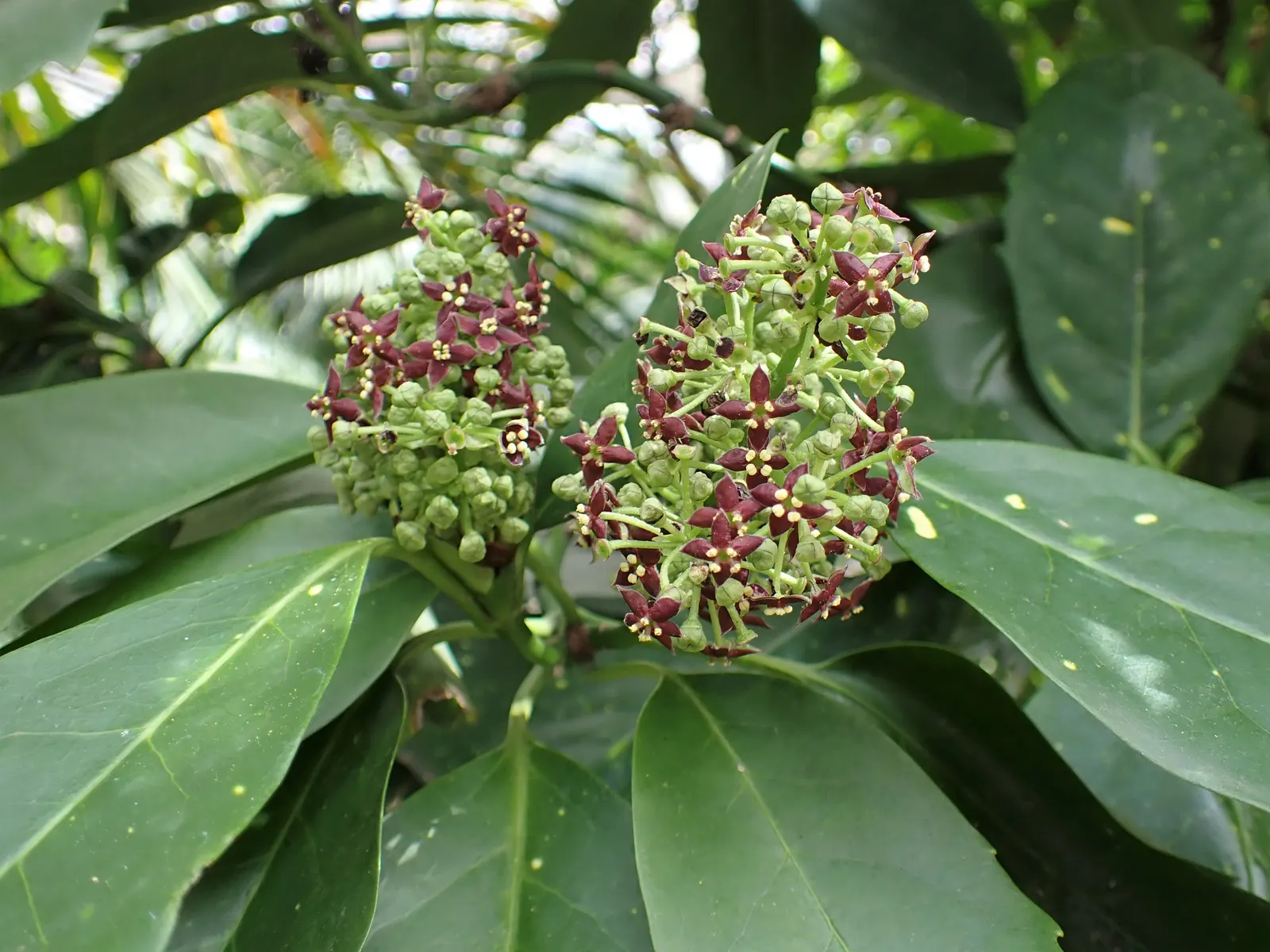 Japanese Aucuba (Aucuba Japonica) — Japanese Aucuba (Aucuba japonica)