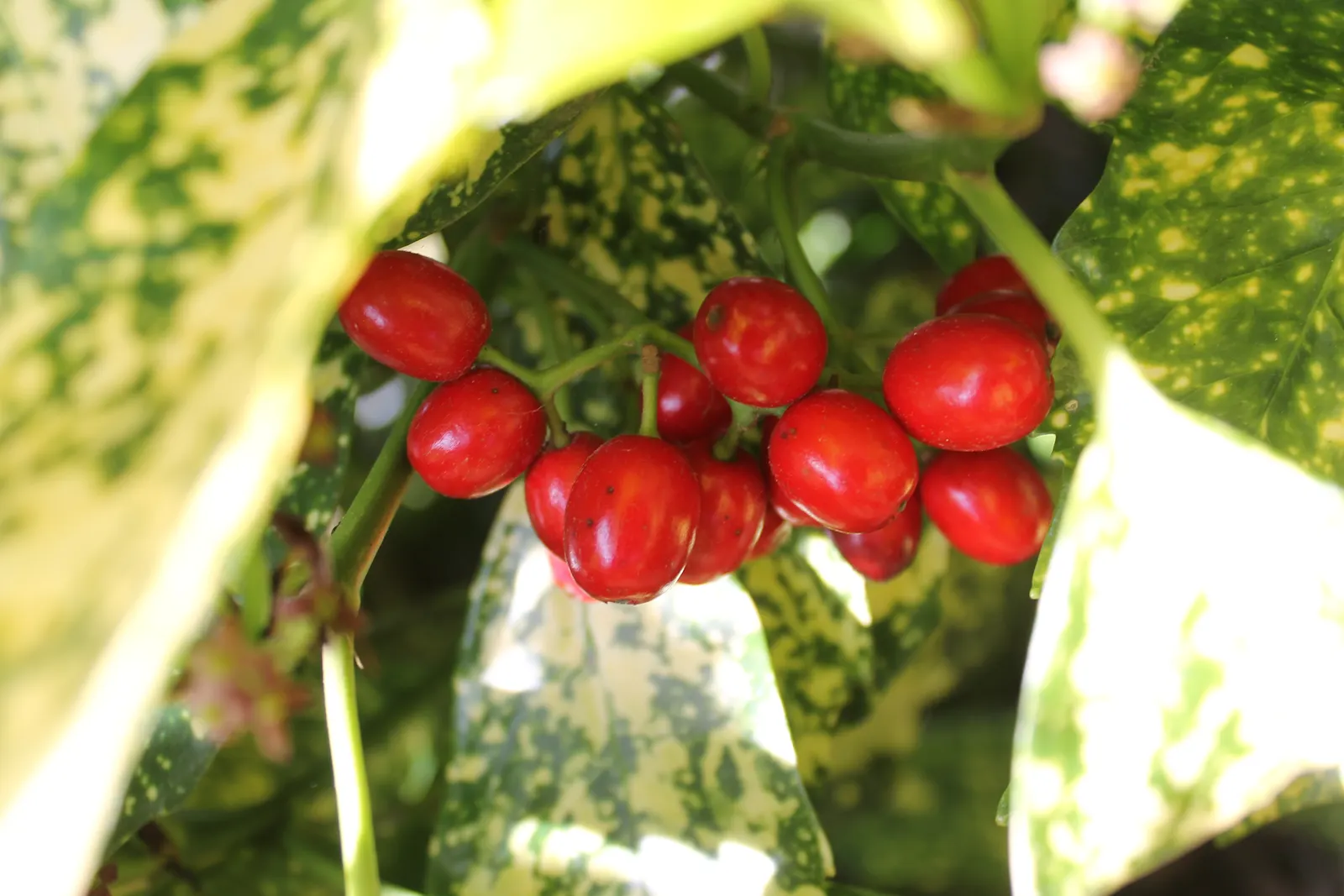 Japanese Aucuba (Aucuba Japonica) — glossy green leaves speckled with golden yellow dots