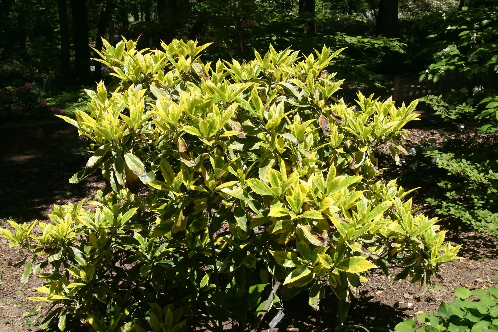 Japanese Aucuba (Aucuba Japonica) — shrub for deep shade or half or shade; offering both visual appeal and practicality to their garden oasis