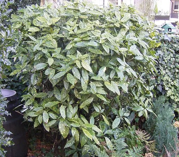 Japanese Aucuba (Aucuba Japonica) — consider its preference for shelter from harsh winds and its moderate growth rate