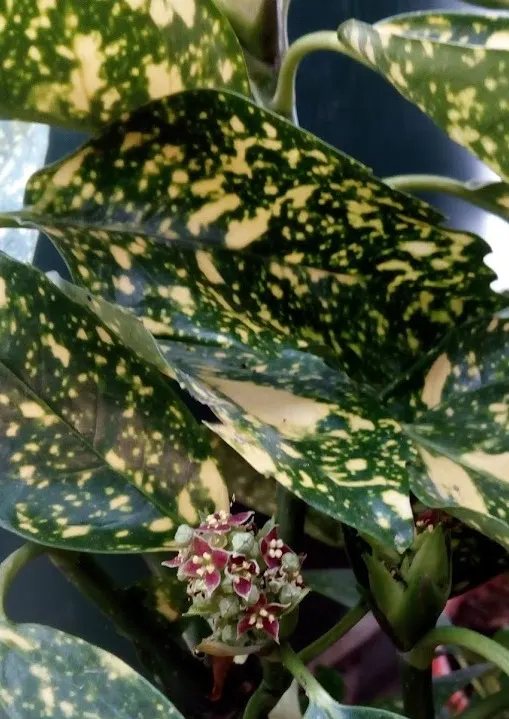 Japanese Aucuba (Aucuba Japonica) — it is an excellent choice for creating focal points or for use as a handsome hedge.<br><br>Its glossy; it grows best in