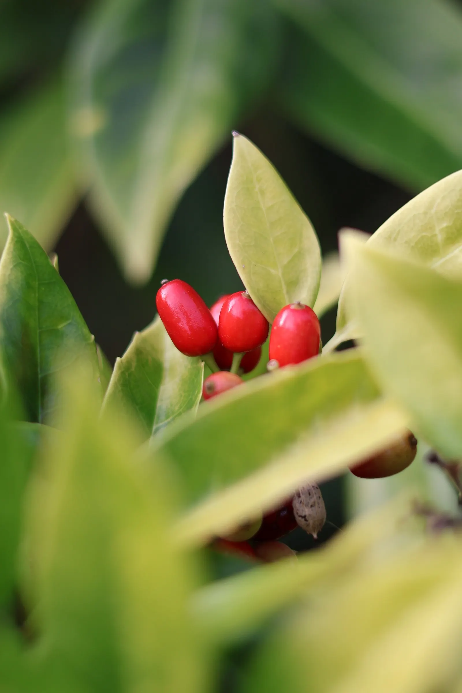 Japanese Aucuba (Aucuba Japonica) — offering both visual appeal and practicality to their garden oasis; also known as Gold Dust Plant