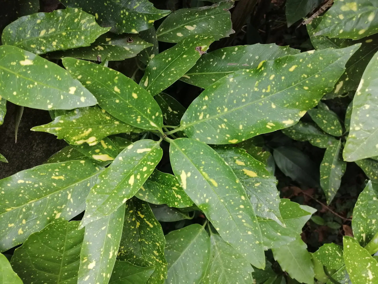 Japanese Aucuba (Aucuba Japonica) — it is an excellent choice for creating focal points or for use as a handsome hedge.<br><br>Its glossy