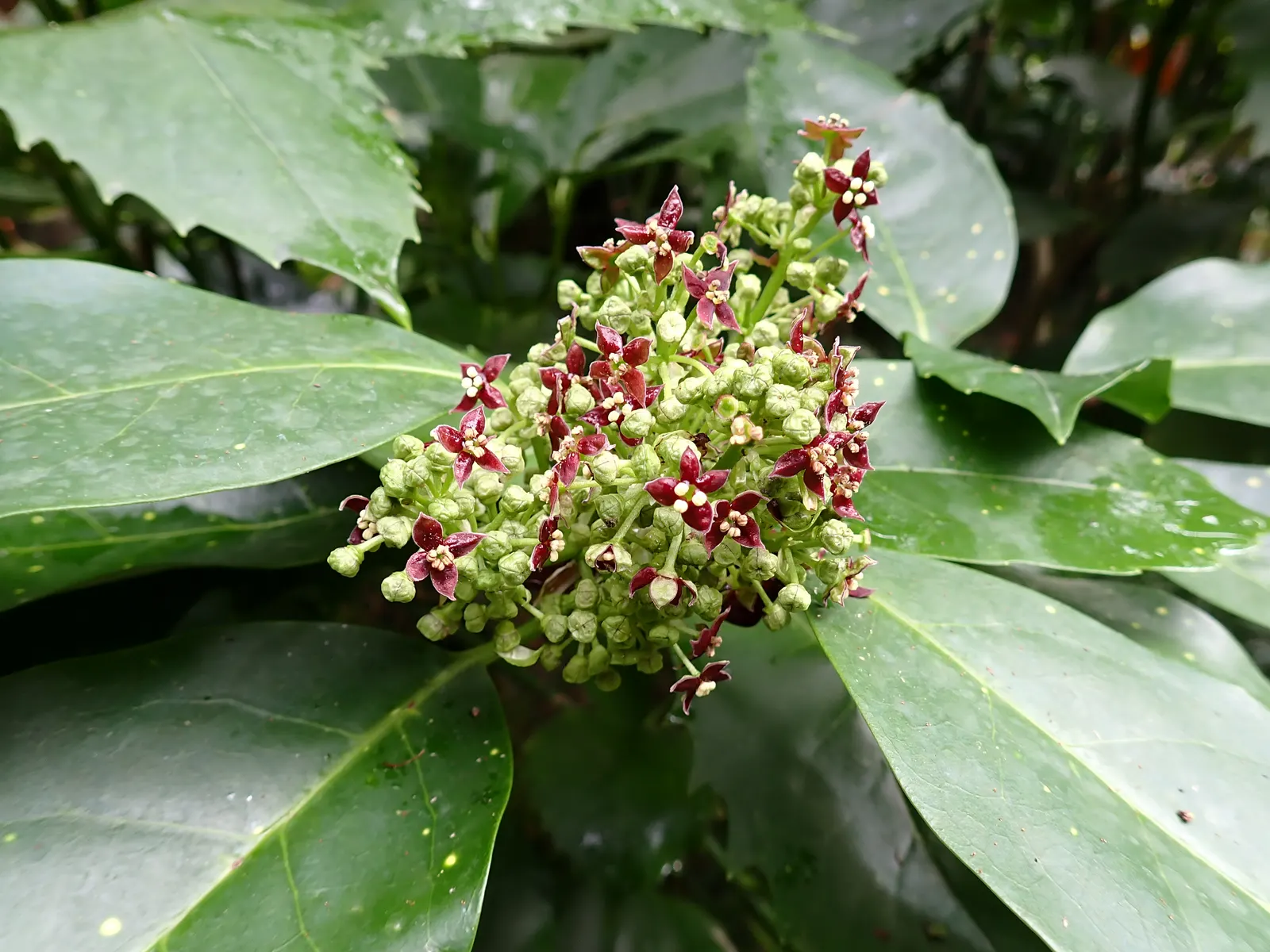 Japanese Aucuba (Aucuba Japonica) — it is a versatile and hardy addition that thrives in USDA zones 7 through 10; japanese Aucuba (Aucuba japonica), image 60