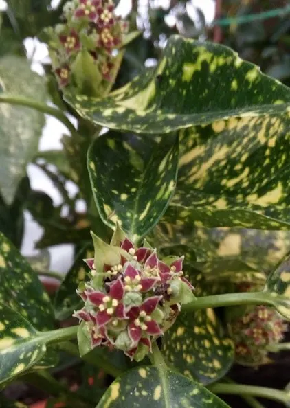 Japanese Aucuba (Aucuba Japonica) — It prefers partial to full shade and well-drained soil