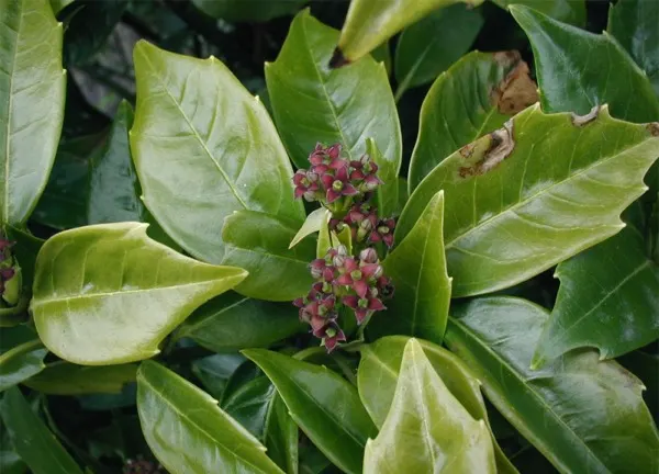 Japanese Aucuba (Aucuba Japonica) — offering both visual appeal and practicality to their garden oasis