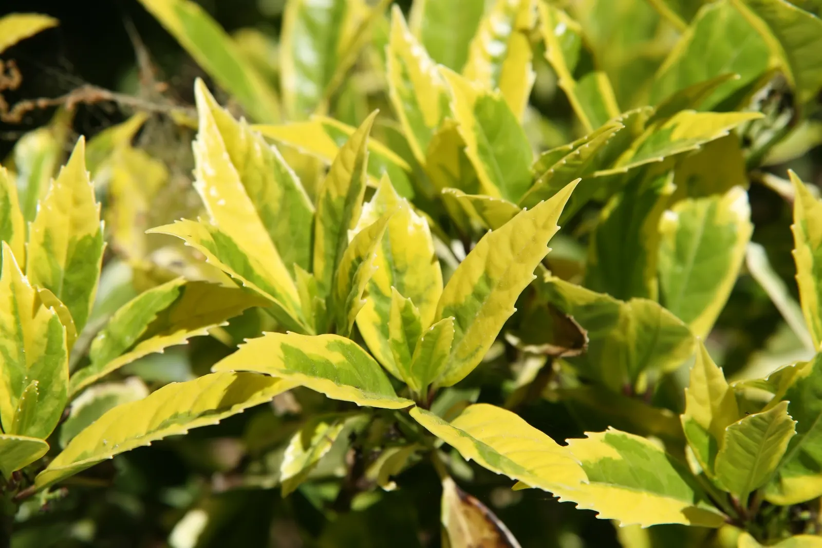 Japanese Aucuba (Aucuba Japonica) — shrub with purple and red blooms; making it ideal for those challenging dimly lit areas where other plants may struggle