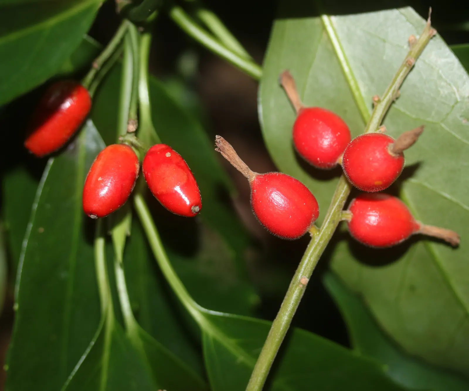 Japanese Aucuba (Aucuba Japonica) — consider its preference for shelter from harsh winds and its moderate growth rate; commonly known as the 'Gold Dust Plant'