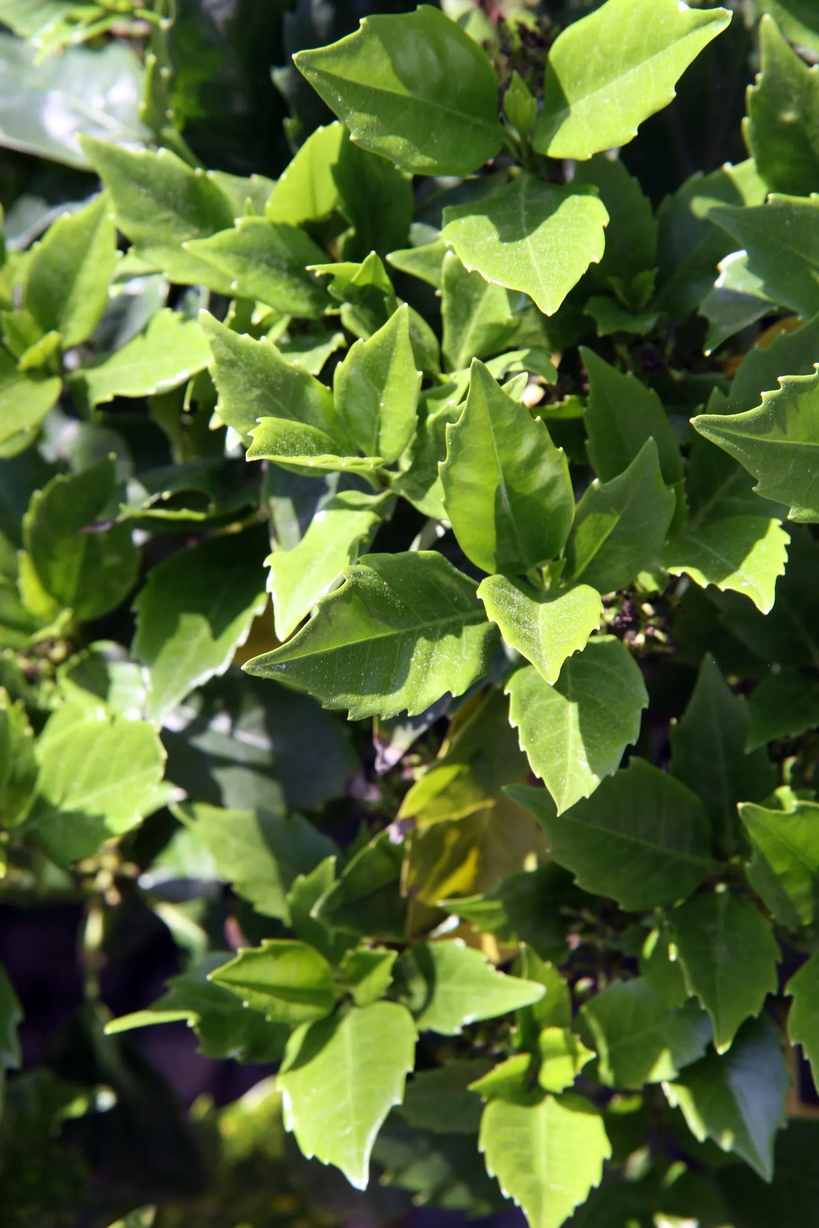 Japanese Aucuba (Aucuba Japonica) — Its dramatic foliage provides stunning contrast against lighter