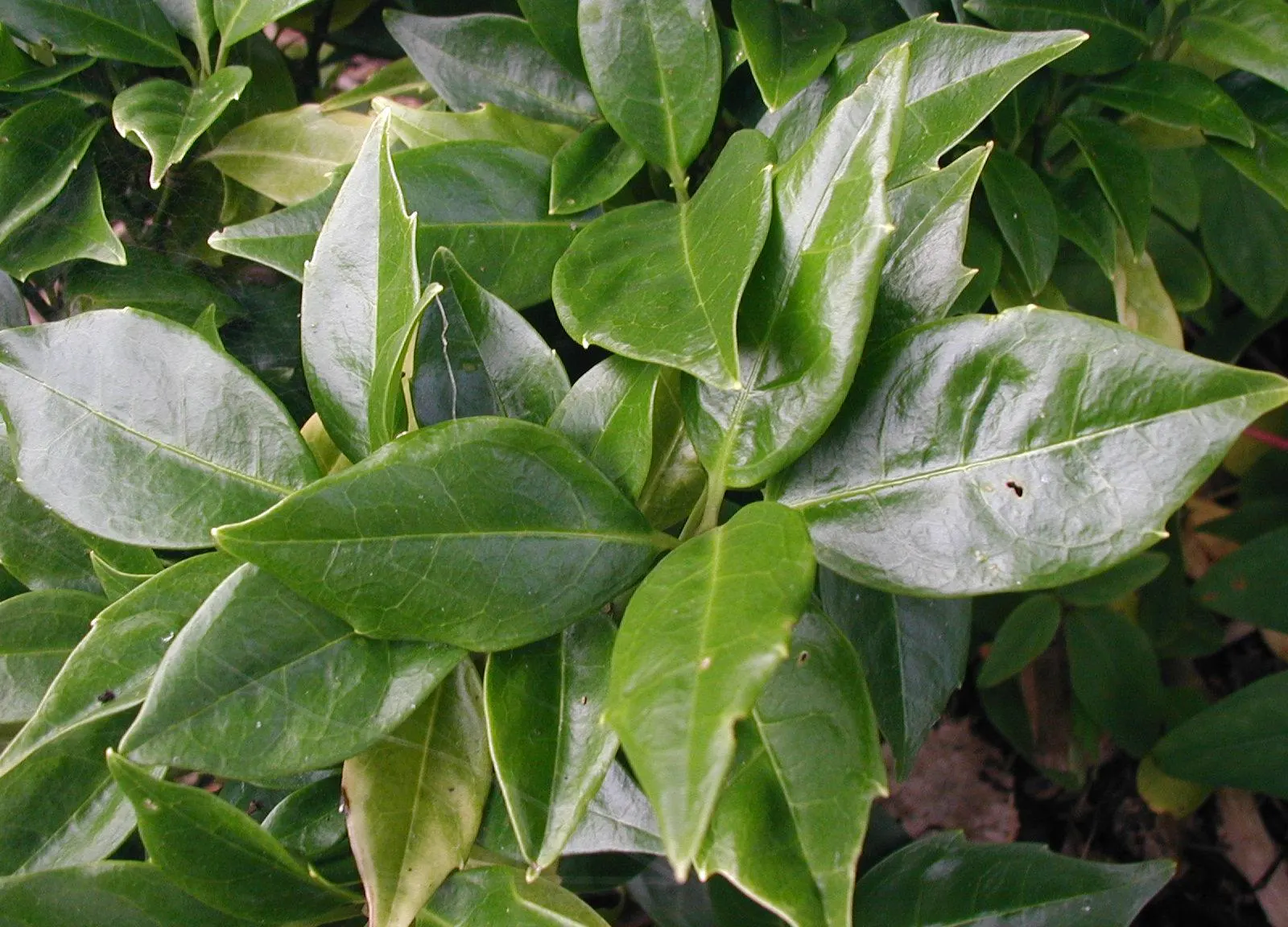 Japanese Aucuba (Aucuba Japonica) — requiring minimal pruning to maintain its shape and can handle urban pollution