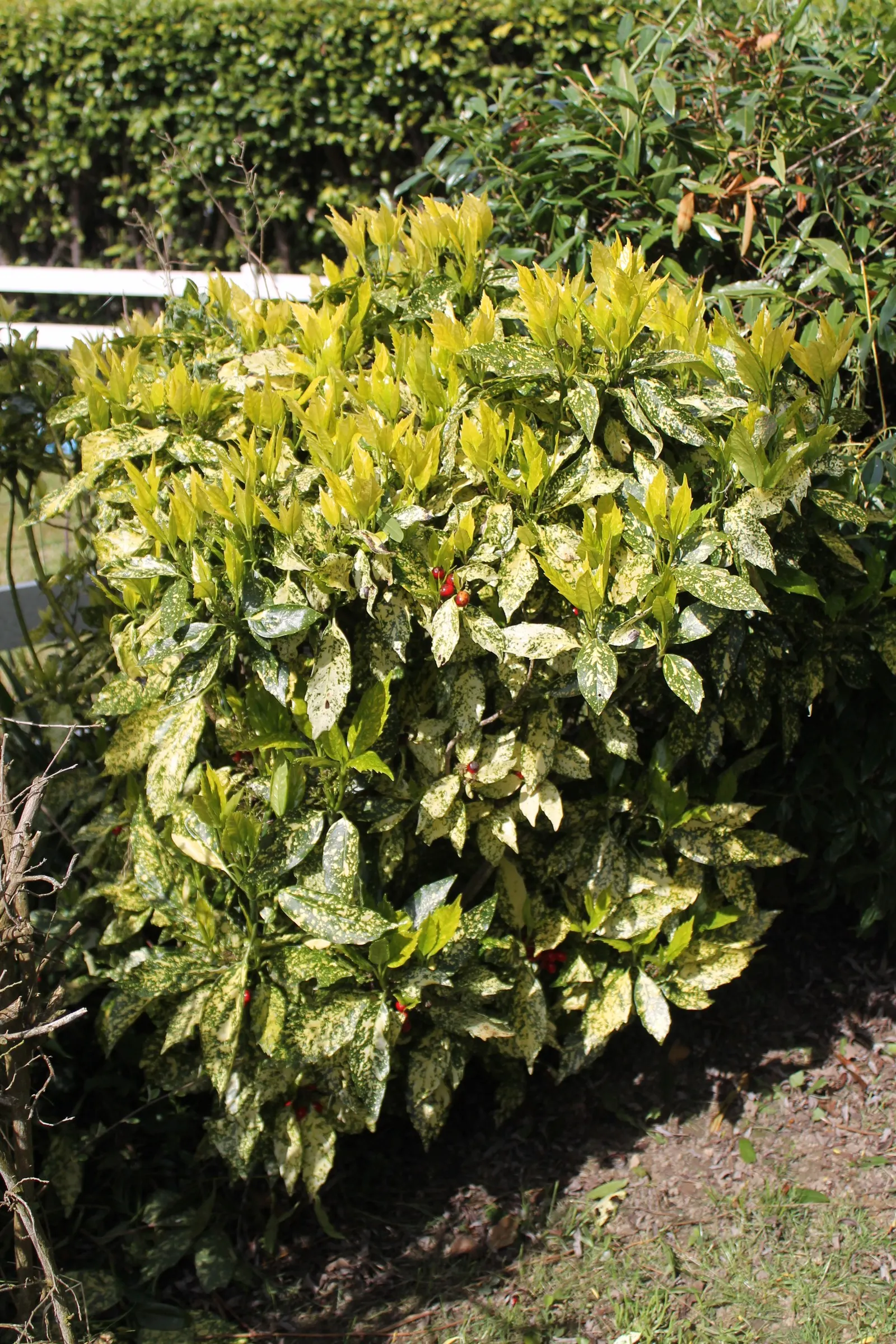 Japanese Aucuba (Aucuba Japonica) — inconspicuous purplish flowers may appear