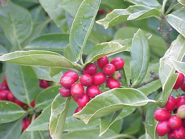 Japanese Aucuba (Aucuba Japonica) — It is relatively low-maintenance; often speckled with eye-catching yellow spots