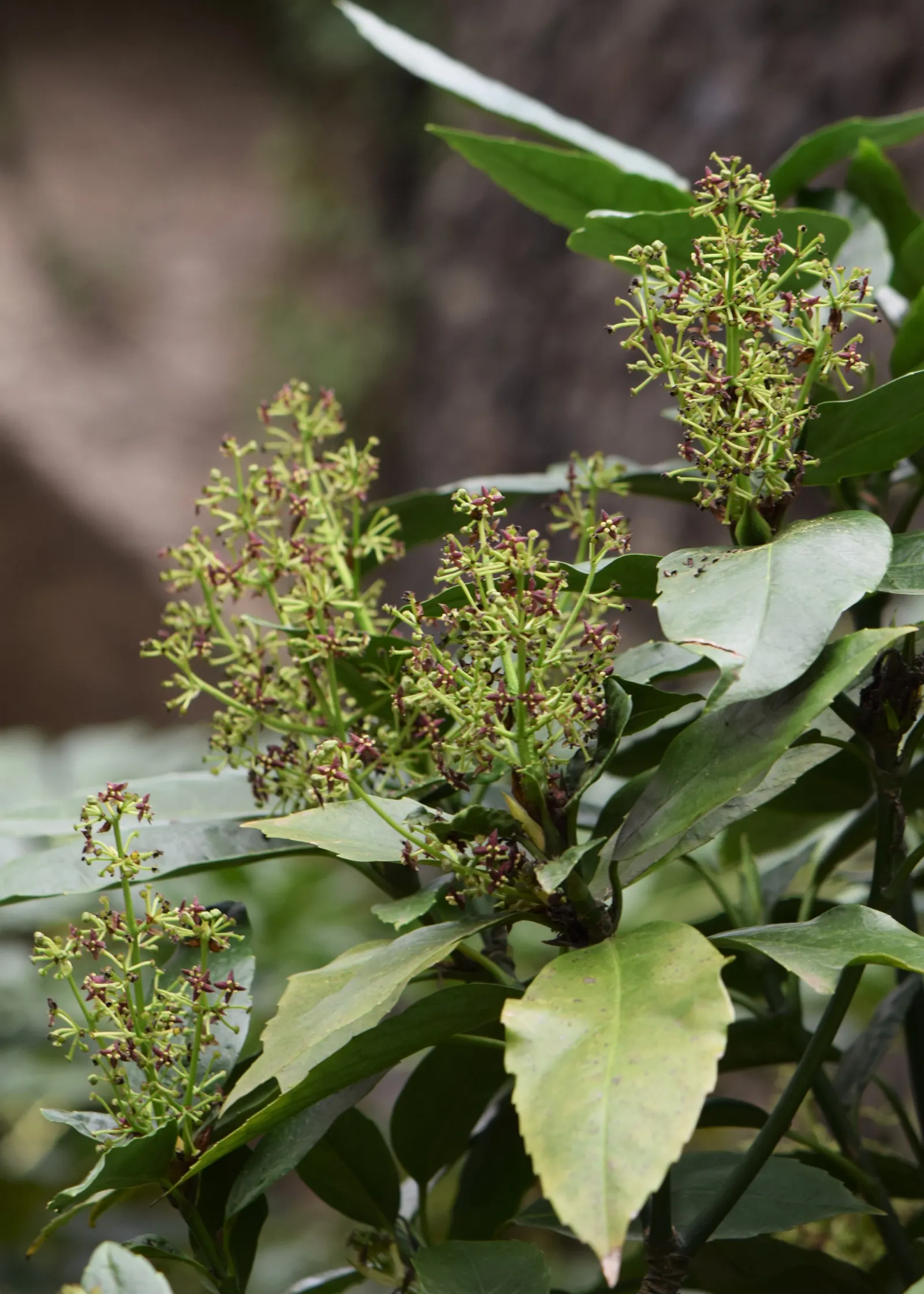 Japanese Aucuba (Aucuba Japonica) — it is an excellent choice for creating focal points or for use as a handsome hedge.<br><br>Its glossy; it grows, image 62