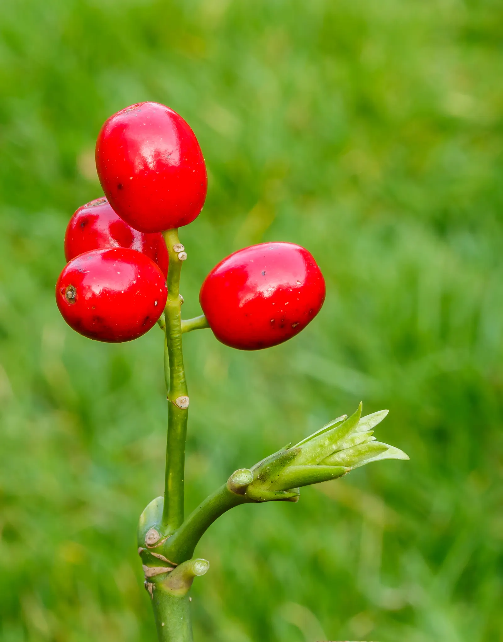Japanese Aucuba (Aucuba Japonica) — This hardy plant typically reaches 6 to 10 feet in height and spreads 5 to 9 feet