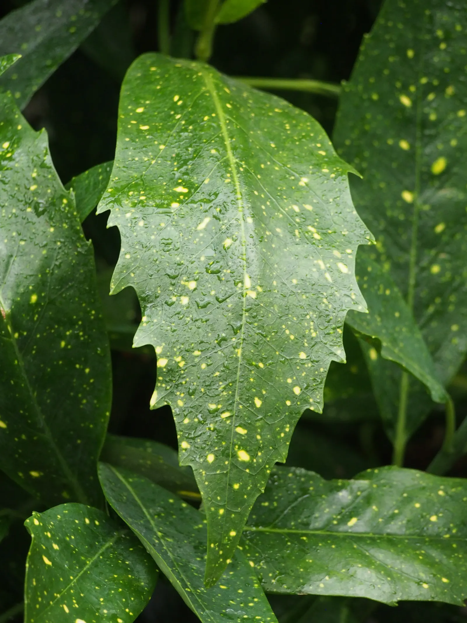 Japanese Aucuba (Aucuba Japonica) — making it suitable for city gardens.<br><br>When incorporating Aucuba japonica into a landscape design