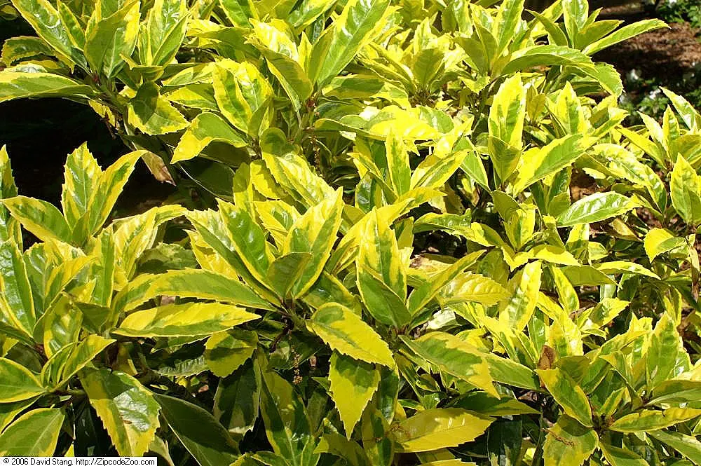 Japanese Aucuba (Aucuba Japonica) — Japanese Aucuba (Aucuba japonica); this hardy plant typically reaches 6 to 10 feet in height and spreads 5 to 9, image 53
